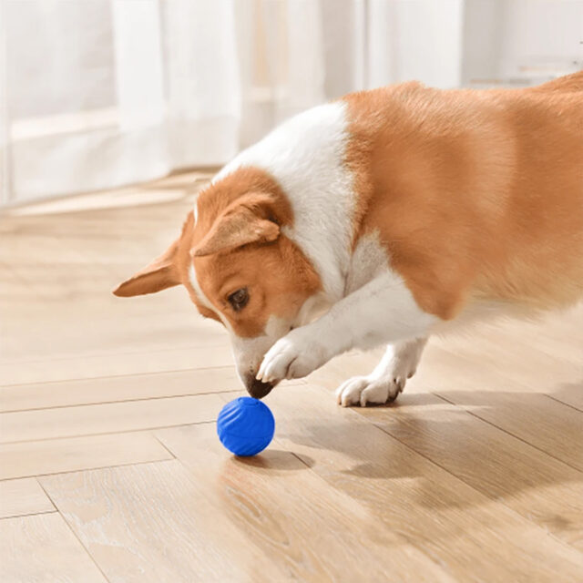 Robo-Rover: The Canine Entertainment Capsule