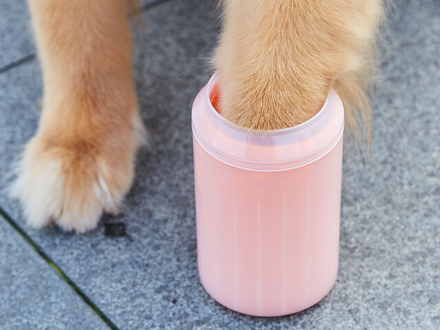 Paw-fect: The Mud-B-Gone Mug